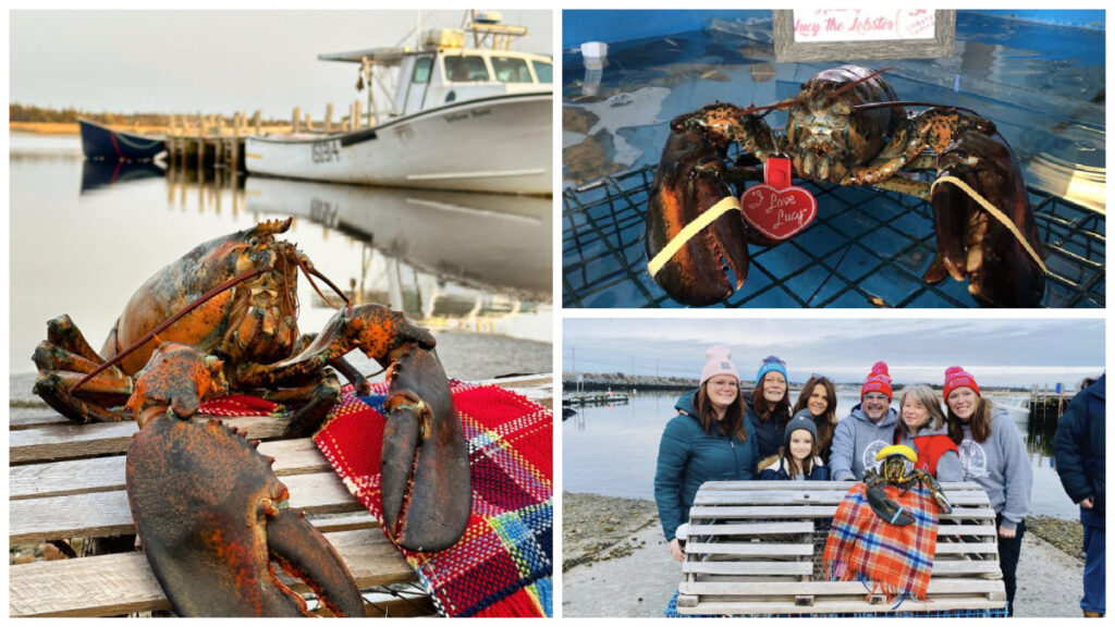 Capt. Kat's Lobster Shack home of LUCY THE LOBSTER